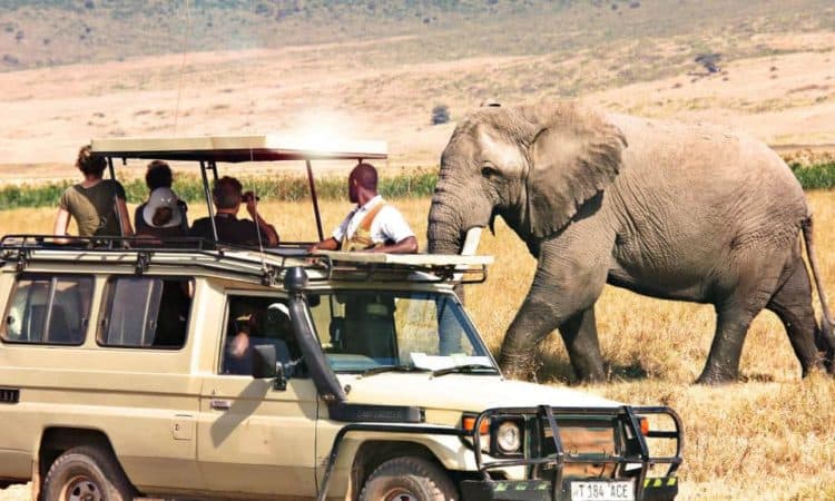 Tanzania Safari