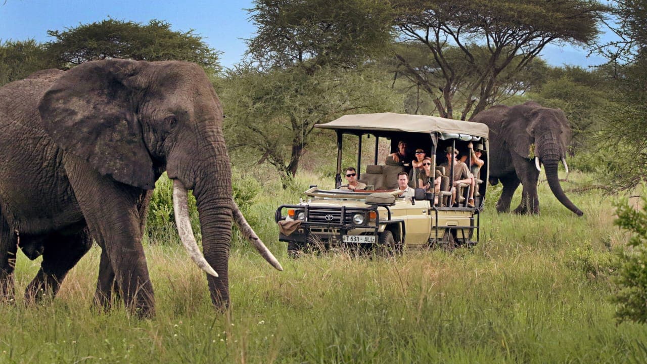 Safari Tanzania — Mikumi